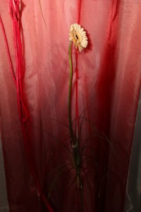 IMG_3801