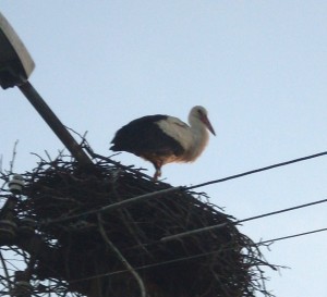 Bociany Opatova 2012 - 2