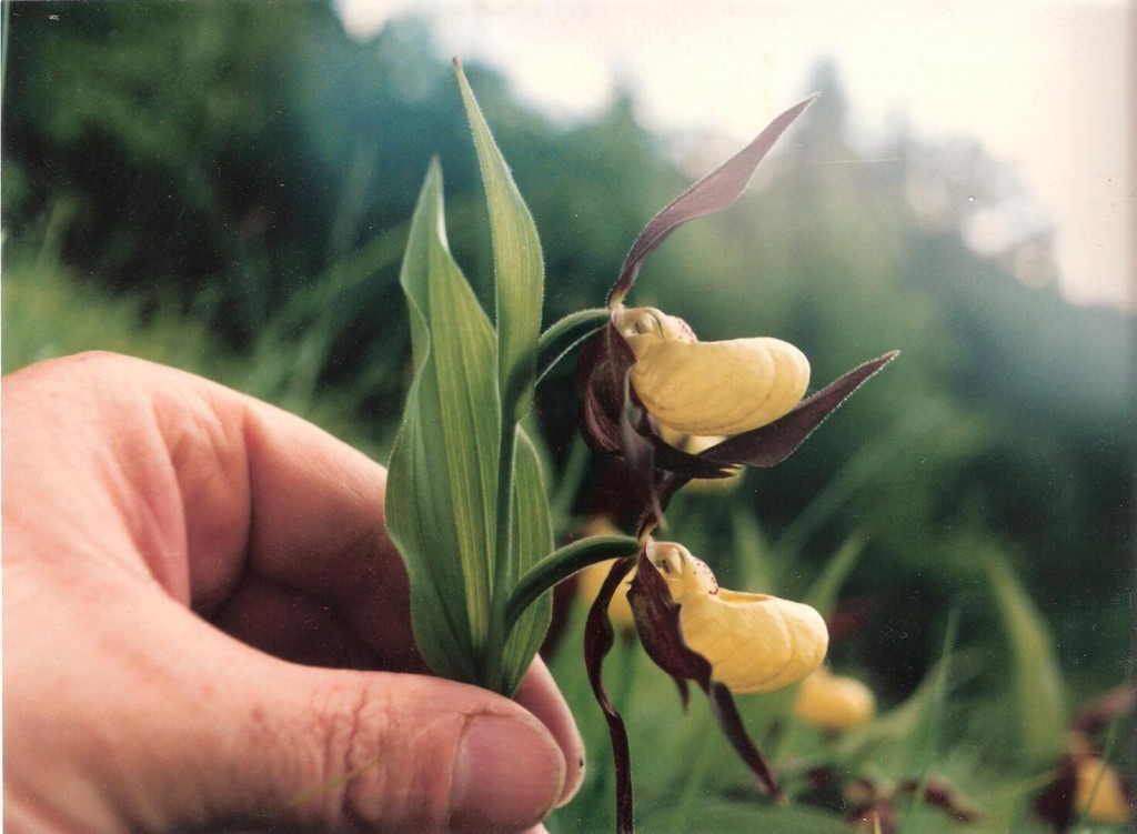 Črievicník papučka 9,6,1997