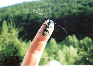 Fúzač alpský z Opatovej 20.7.2010