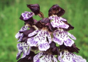 Orchis purpurea 22.5.2010