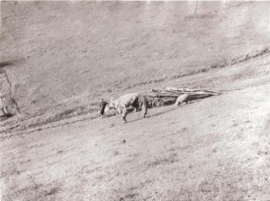 Petrova Lehota 1967 (2)