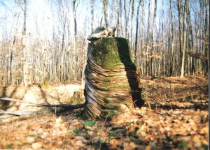 Zátišie (3)