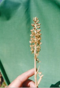 Orchidea 1