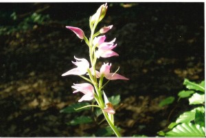 Orchidea 3