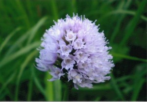 Orchidea 4