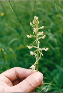 Orchidea 5