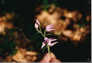 Orchidea 7