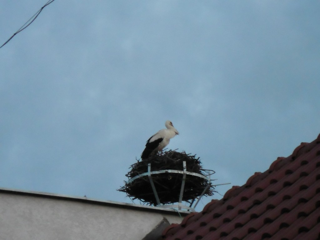 Bocian v Opatovej 2013 (5)
