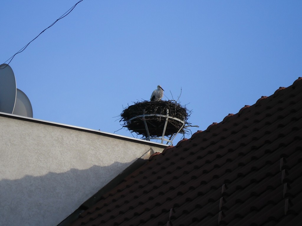 Bocian 2014 (4)